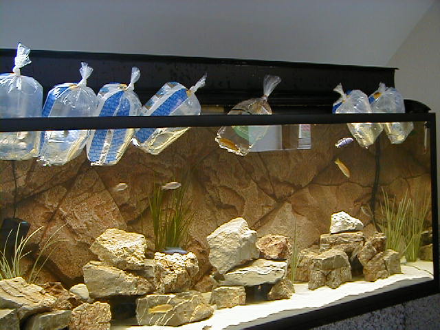 Afklimatisering af fiskene