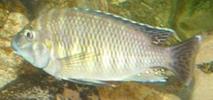 Petrochromis sp. 