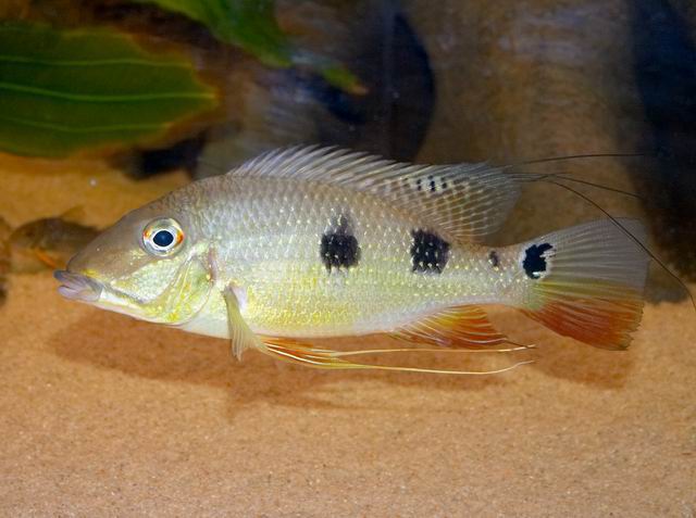 Dette er af de sortvandsfisk jeg holder pt. - Satanoperca Daemon (VF)