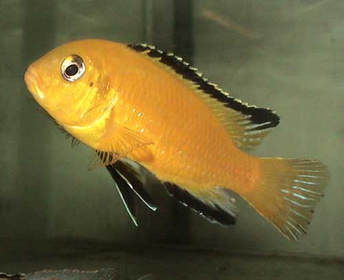 Lion's Cove variant.