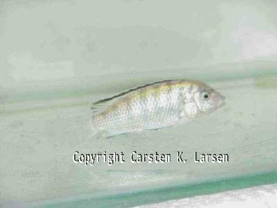 Labidochromis caeruleus 