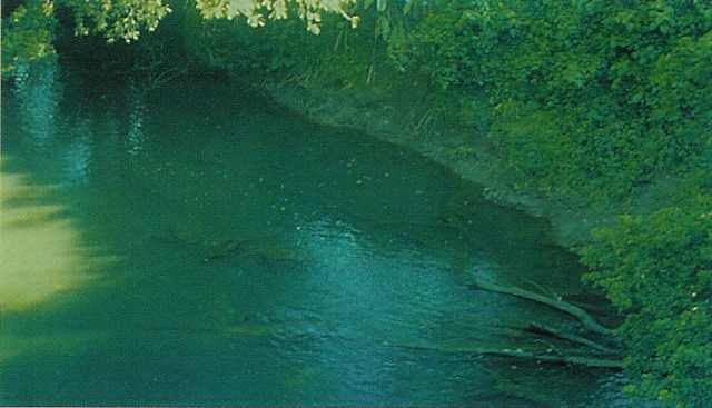 Rio Puerto Viejo løber gennem regnskoven og nedfaldende grene er vigtige ynglepladser for cichlider