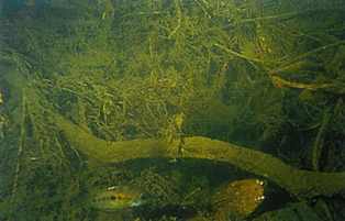 Typisk Archocentrus septemfasciatus yngleplads under de oversvømmede rødder fra et træ