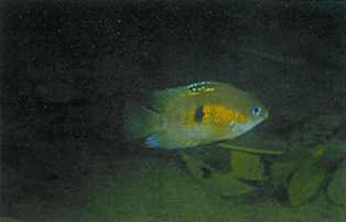 En Archocentrus septemfasciatus hun i yngledragt