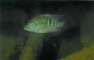 En Astatheros alfari hun vifter vand over sine æg, der er lagt på en gren