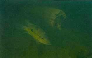 En Astatheros rostratus hun holder vagt ved sine æg