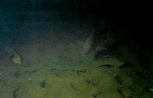 Mærkerne i bunden er et sikkert tegn på at Astatheros rostratus har søgt føde i området