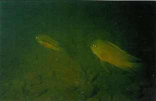 Hannen hos Hypsophrys nicaraguensis er ofte meget større end hunnen