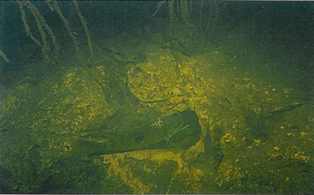 Et par Hypsophrys nicaraguensis der graver en rede