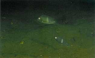 Yngledragten hos Neetroplus nematopus er sort med et hvidt bånd