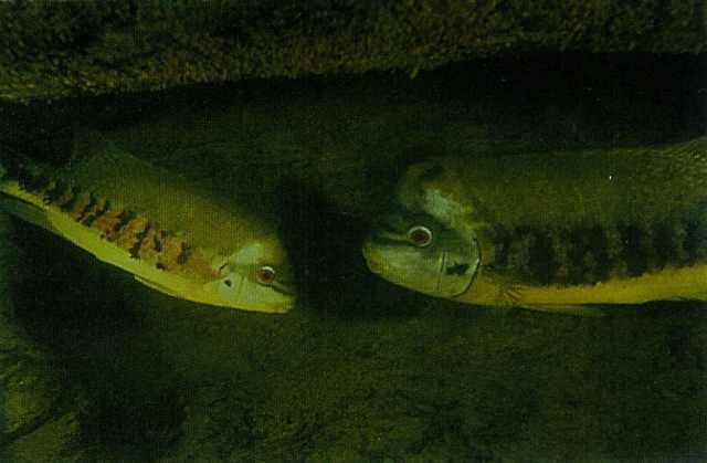 Et Tomocichla tuba ynglepar passer deres æg