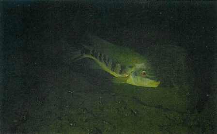 En Tomocichla tuba hun passer på sine humlebi-farvede unger