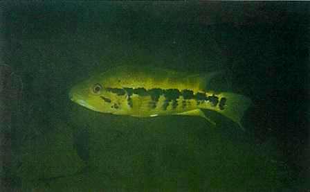 Ynglende Parachromis dovii hunner er typisk 35 cm lange