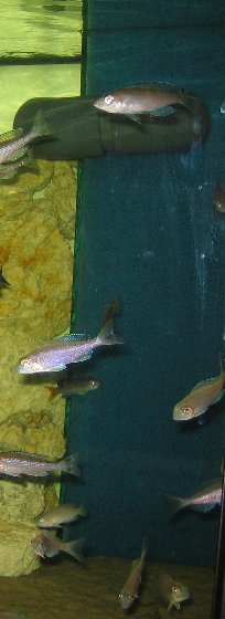 Det færdige resultat