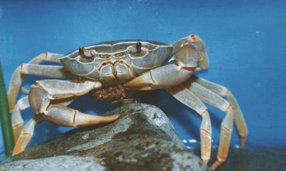 Hunkrabbe med æg og unger i bugskjoldet.