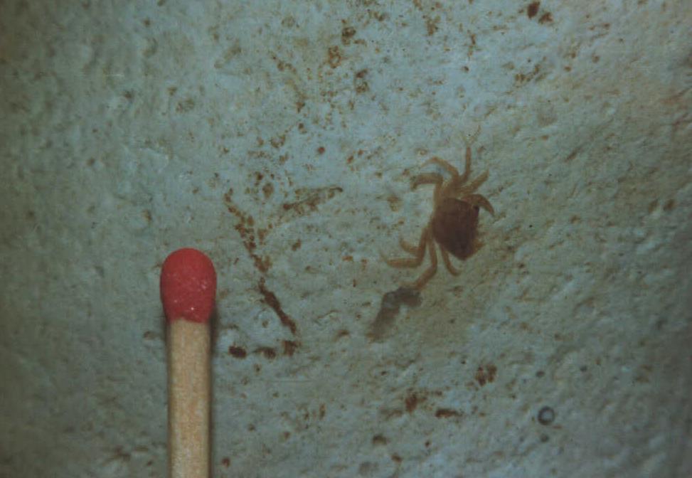 Nysluppen unge. Bemærk størrelsesforhold til tændstik