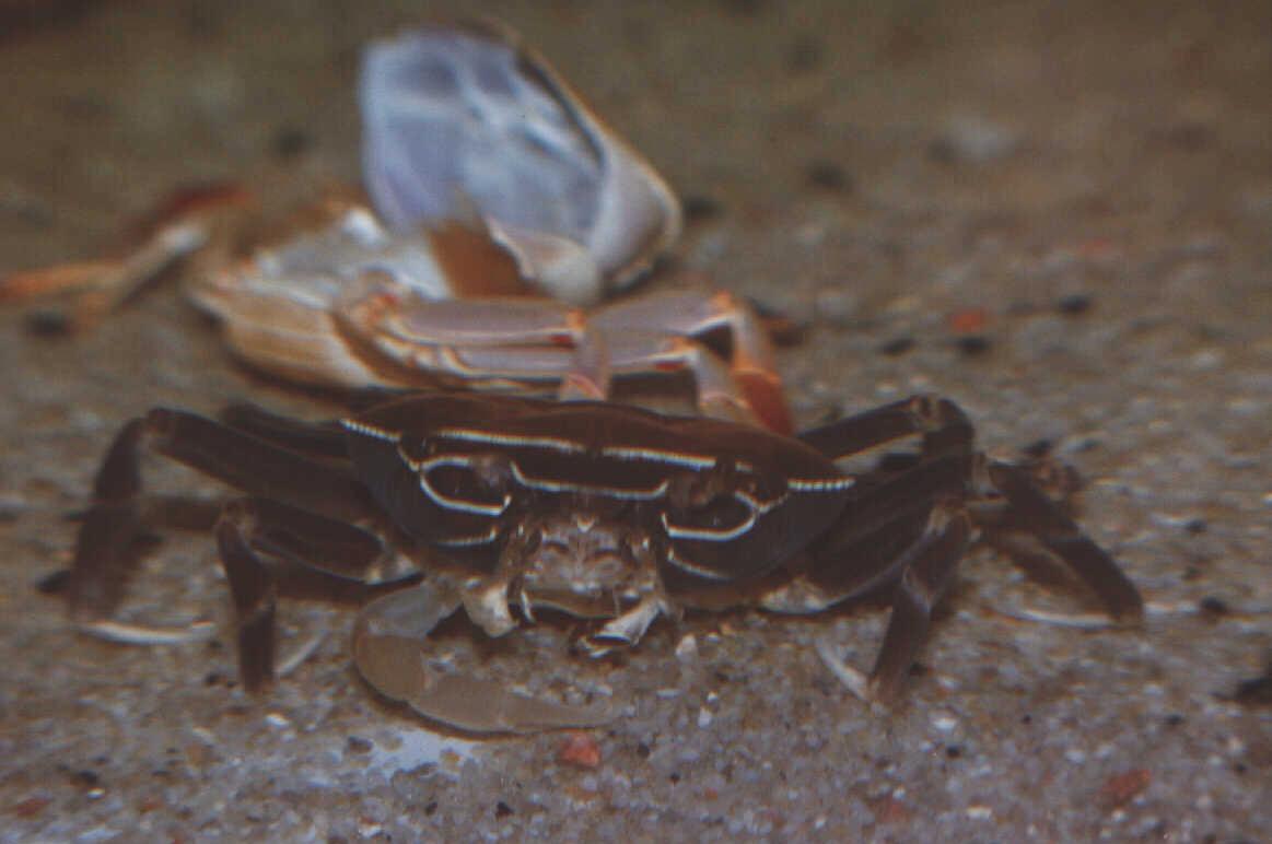 Lige afsluttet hamskifte.