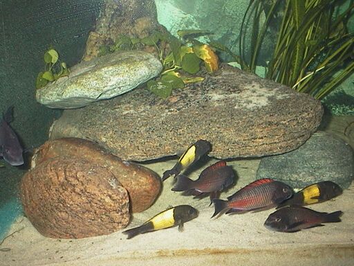 Tropheus sp. 