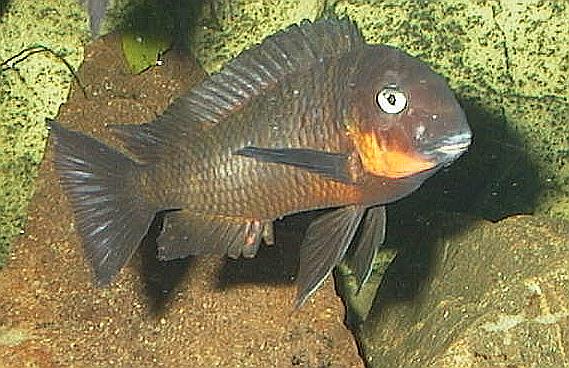 Tropheus sp. 