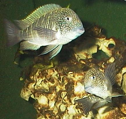 Tropheus moorii 