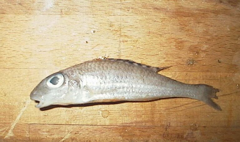 Xenotilapia papilio Tembwe II