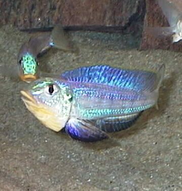Xenotilapia sp. 