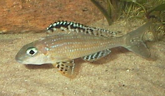 Xenotilapia papilio Tembwe II