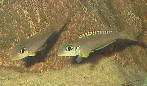 Xenotilapia flavipinnis Royal Red Kekese