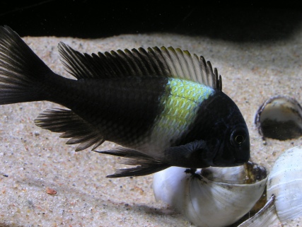 Tropheus duboisi Maswa - min absolute favorit Tropheus