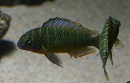 Tropheus moorii Kala Island