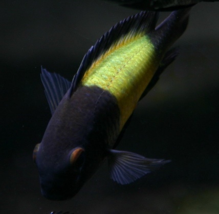 Tropheus sp. 