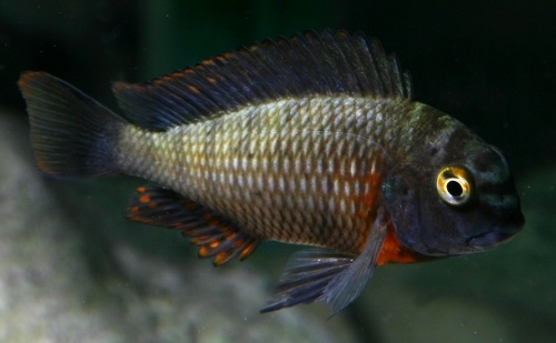 Tropheus sp. 