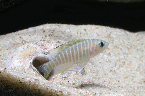 Lamprologus similis hun