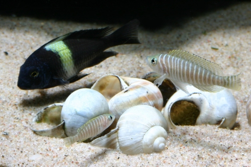 Lamprologus similis hun og Tropheus duboisi Maswa