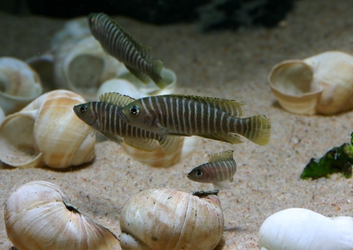 Lamprologus similis gruppe
