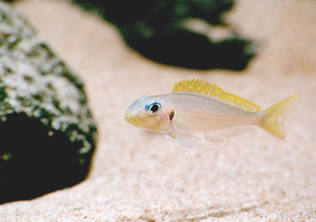 Xenotilapia flavipinnis