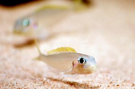 En mundrugende Xenotilapia flavipinnis