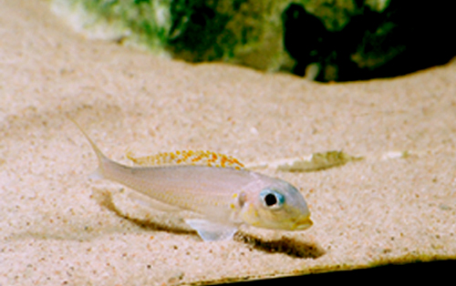 Xenotilapia flavipinnis