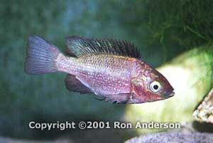 Oreochromis esculentus ungfisk - Bliver max. 50 cm