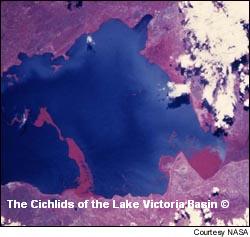 Billede der illustrerer hvor mange hyacinther der lever i søen (og som skaber væsentlige problemer)