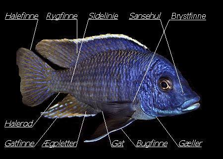 Dele på fiskens krop