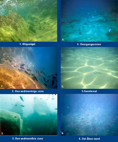 De forskellige biotoper (Malawi eksempel)