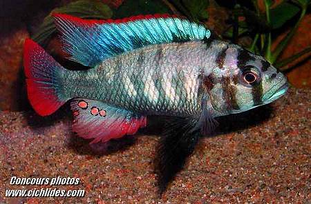 Neochromis nigricans