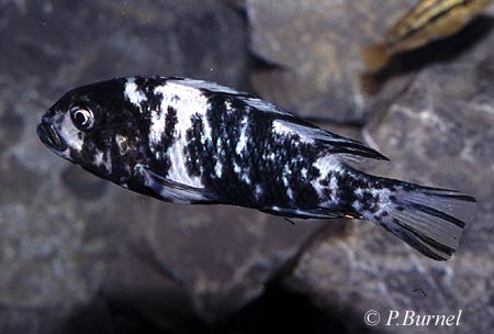 Neochromis omnicaeruleus piebald