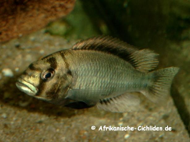Neochromis sp. 