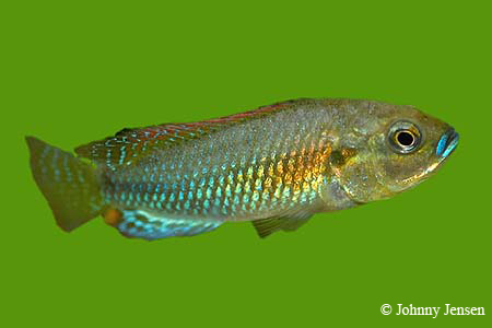 Pseudocrenilabrus philander