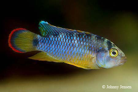 Apistogramma nijsseni