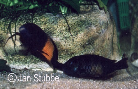 1   Tropheus sp.black bemba