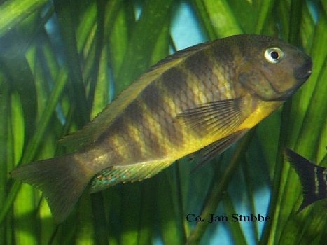 2   Tropheus brichardi ujiji