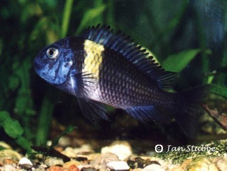 3 Tropheus duboisi maswa